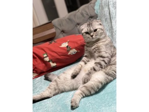 1.5 yaş oturan scottish fold kedimiz