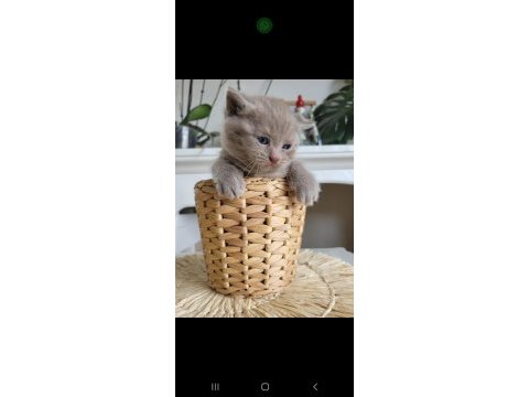 British shorthair 5 tane yavru