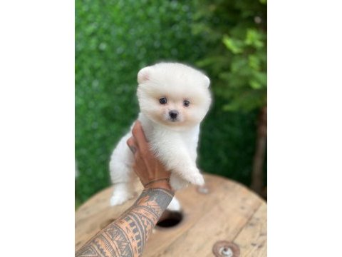 Göz kamaştıran kar beyaz ayı surat pomeranian minnoşlar