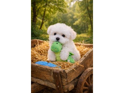 A kalite gerçek maltese terrier köpekler