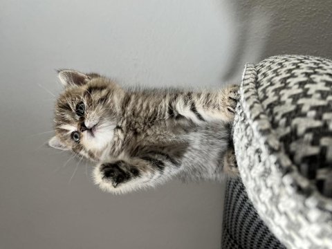 Özel renk british shorthair kediler