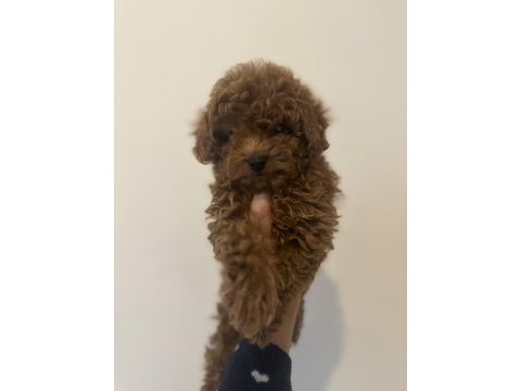 Toy poodle yavrular