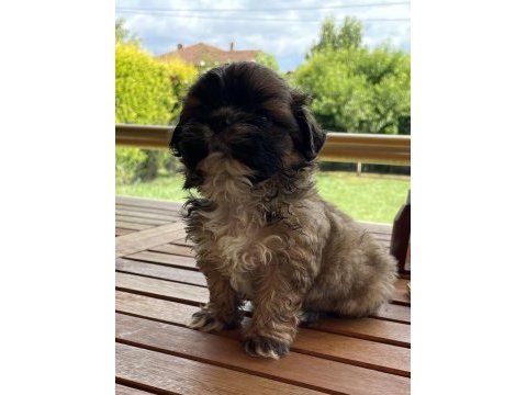 Shih-tzu 81 ile gönderim mevcuttur