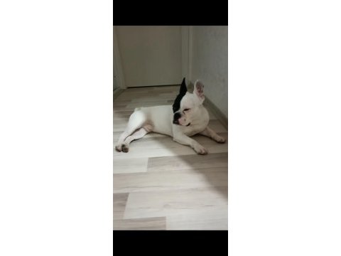 Yavrumuz a kalite french bulldog (kaslı) aile köpeği