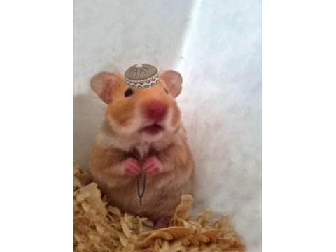 Suriye hamsteri acil verilecek