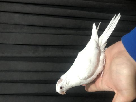 Albino sultan papağanı yavruları