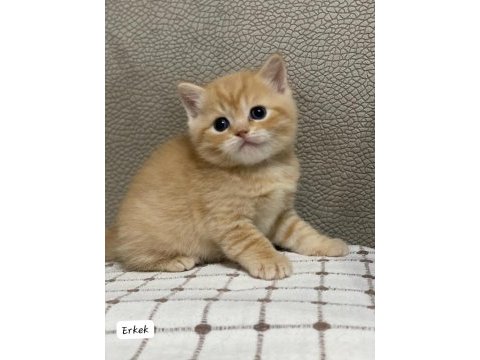 Siyah gri golden british shorthair yavrularımız