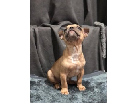 Fawn french bulldog yavrumuz