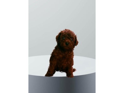 Kore toy poodle yavrularımız 