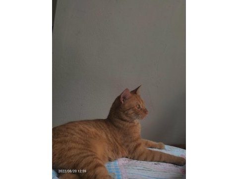 Kısırlaştırılmış erkek kedimize acil yuva arıyoruz sarman
