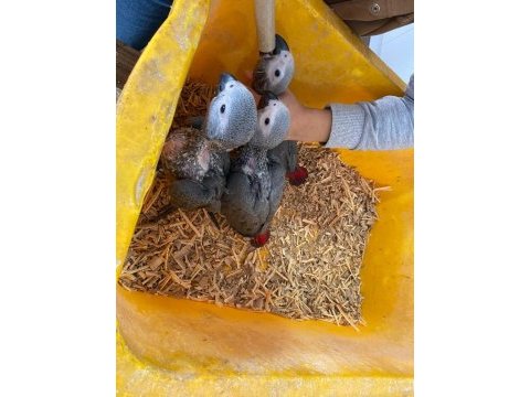 Yasal adınıza evraklı bebek jako papağanlar