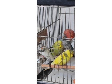 Yeni yeme düşen sağlıklı çeşitli muhabbet kuşlar