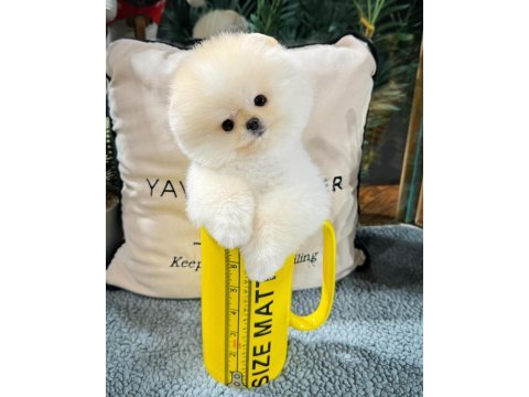 Ayı surat pomeranian boo yavrularımız