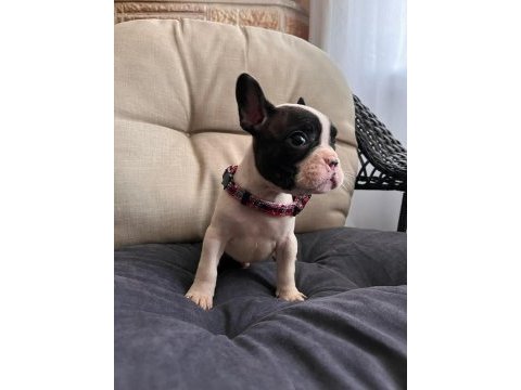 Safkan french bulldog bebişler yeni ailelerini bekliyor
