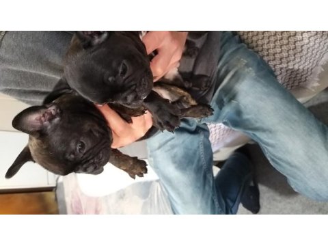 French bulldog yavruları