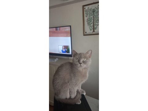 Dişi 3 yaşında british shorthair kedimiz