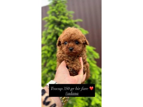Toy poodle yavrular