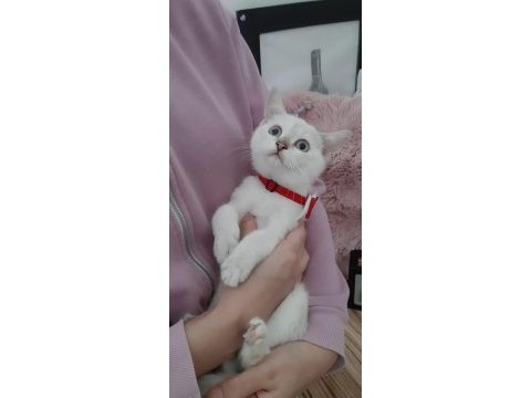 British shorthair evcilmen yavrumuz