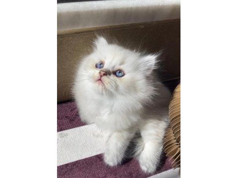 British longhair kedisi