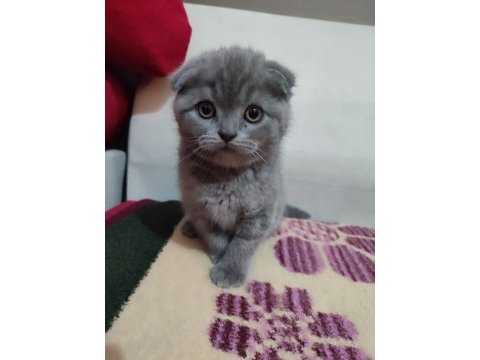 2 aylık top kafa ayı kafa scottish fold