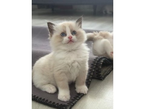 Ragdoll yavrular