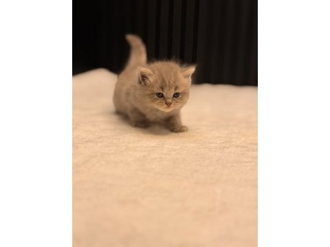 Baby face british longhair blue golden taby