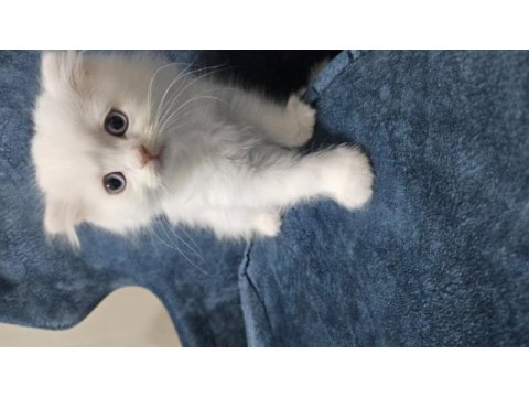 Scottish fold 27 mart doğumlu
