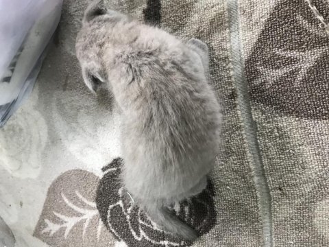 47 günlük yavru kedi