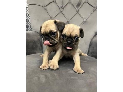 Irk ve sağlık garantili pug köpeğimiz