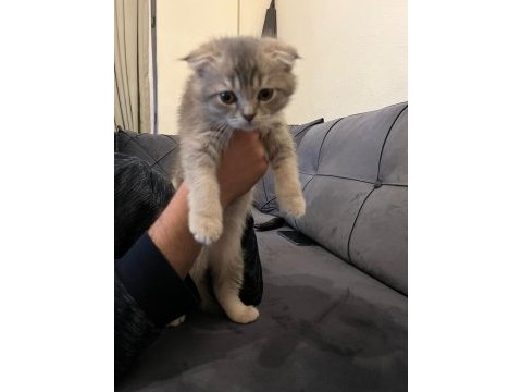 Scottish fold erkek kedimiz
