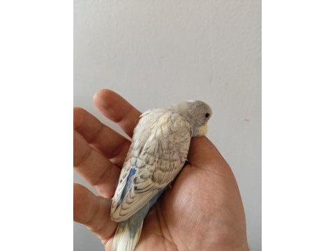 Yavru ve 3 aylık muhabbet kuşları
