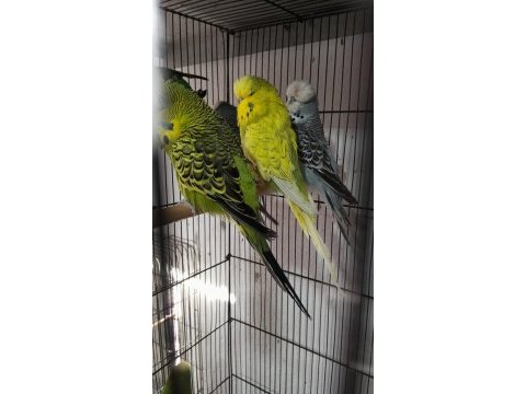 Şow ve jumbo muhabbet kuşları