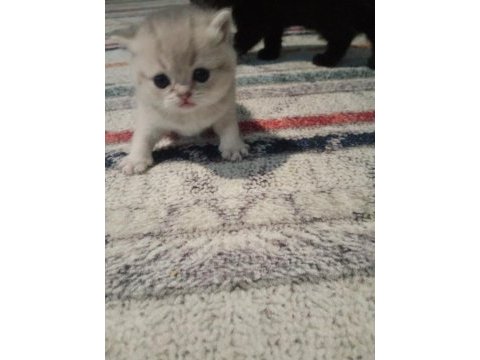 British shorthair kediler