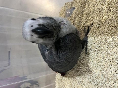 El besleme 65 günlük bebek kapalı bilezik jako