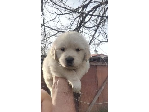 Golden retriever bebekler