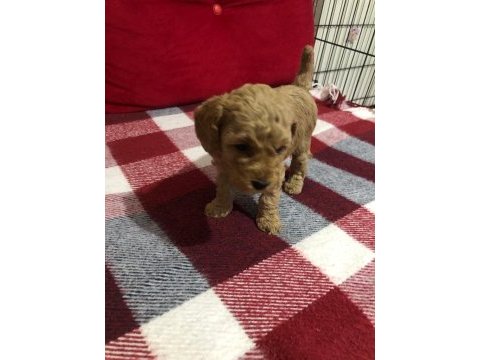 İstanbul ankara safkan toy poodle yavruları