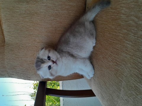 Scottish fold golden