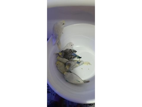 Yeni yeme düşmüş yavru muhabbet kuşlar