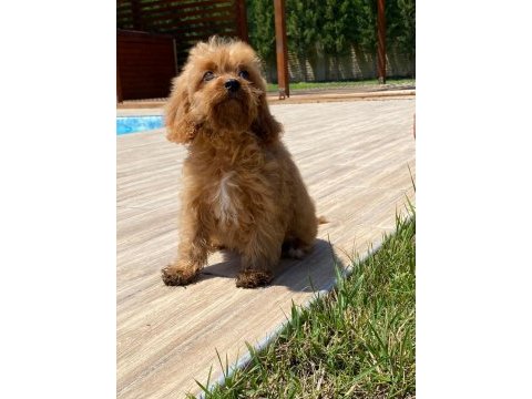 Cavapoo yavruları sağlık ve ırk garantili