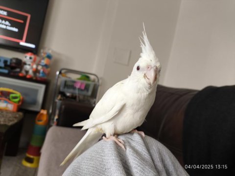 El beslemesi jumbo albino yavru sultan papağanı