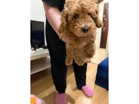 Son erkek poodle yavrum