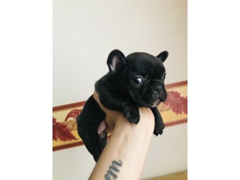 Siyah inci french bulldog bebek