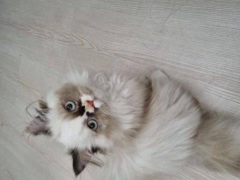 British longhair (uyguna+malzemesi ücretsiz)