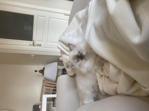Chinchilla kedilerimize yuva arıyoruz