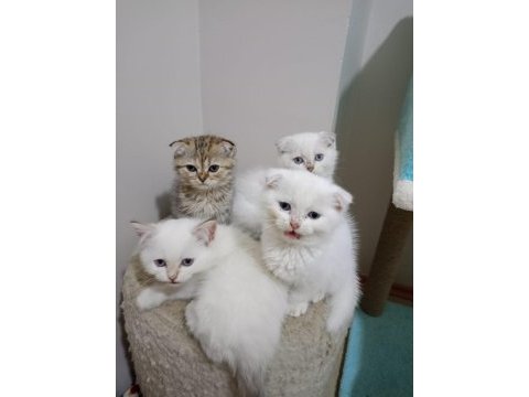Sevimli british longhair yavrularımız