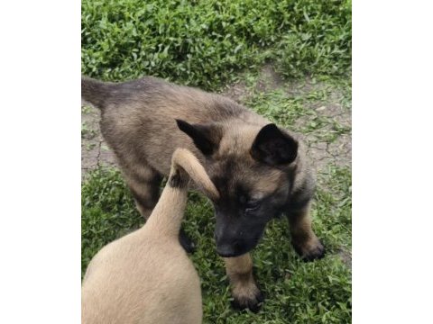 Köpeklerimiz sevgi dolu yuvalarına hazır