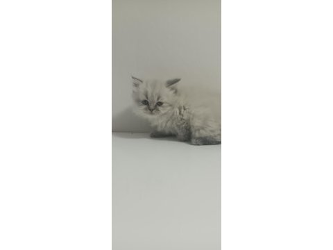 British longhair kardeşler 11 mart doğumlu