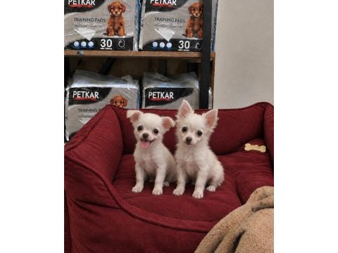 Elma kafa tatlılar tatlısı chihuahua bebekler