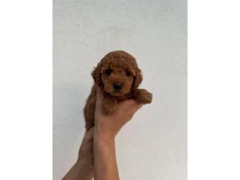 Toy poodle yavrular