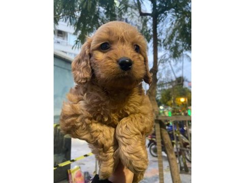 Cockapoo orjinal dizayn ırktır ilk kandan